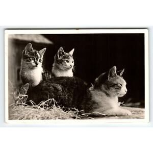 4 Cats Kittens RPPC Real Photo Postcard Vintage 1942 Cute Animals Rest In Barn